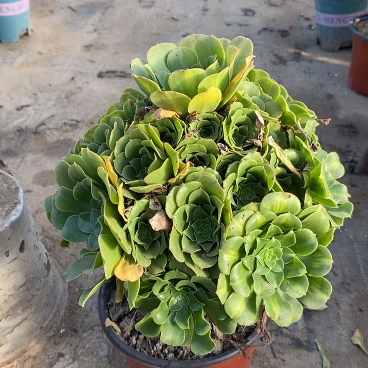 绿羊绒多肉植物33