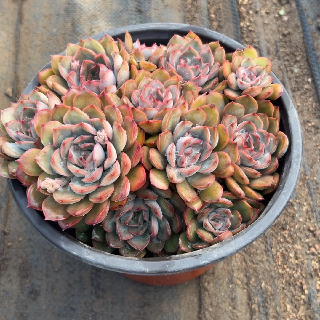 多肉植物冰恋群生