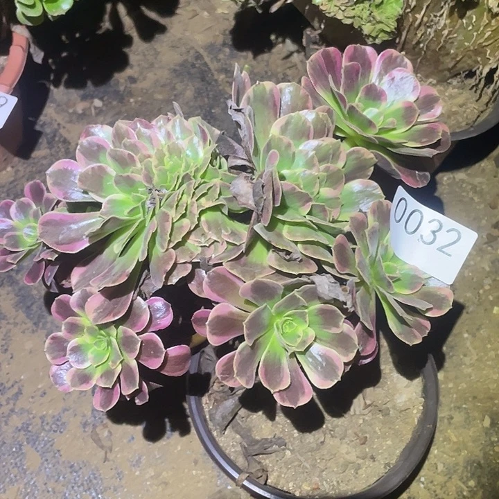 多肉植物断枝不包32凤冠缀