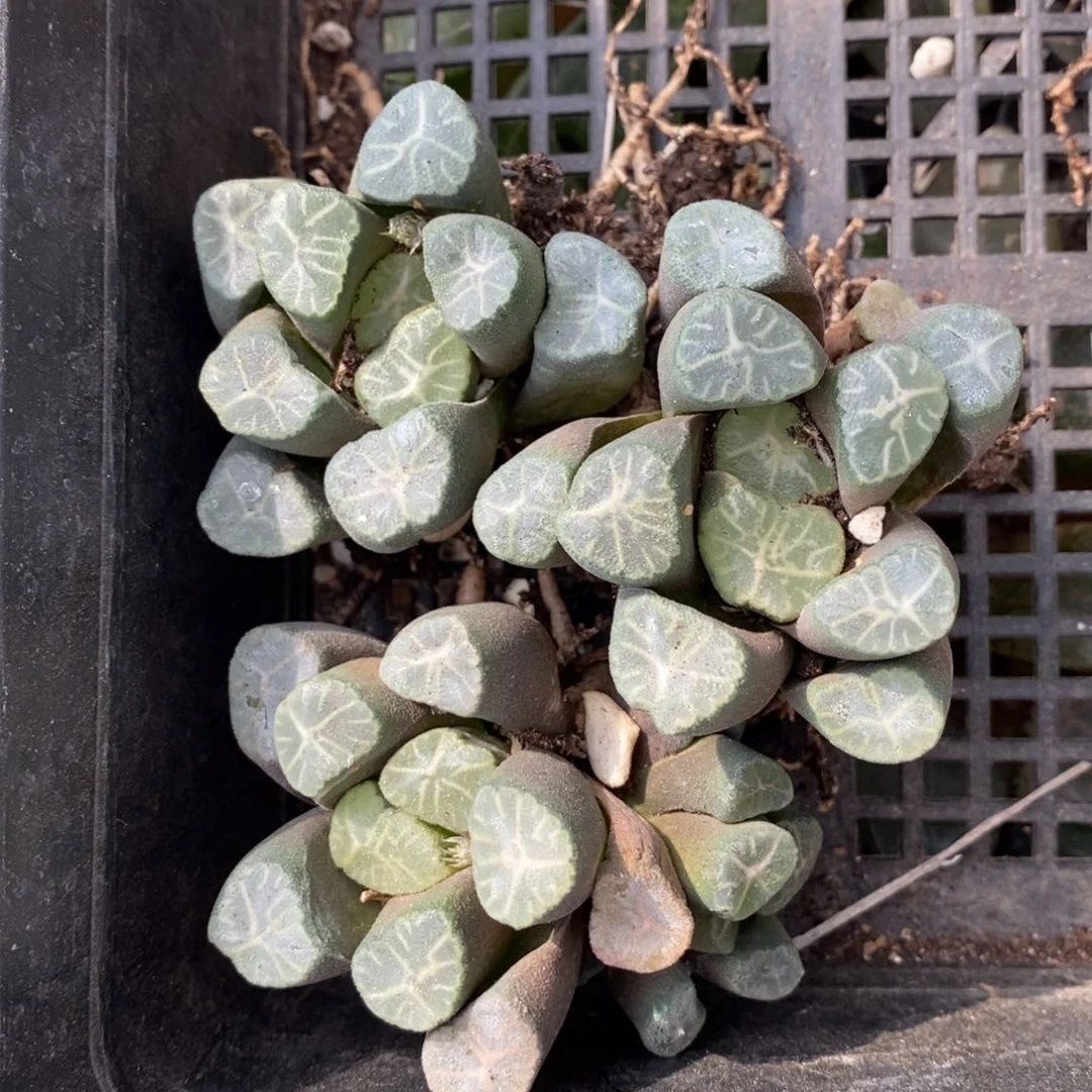 2419 一颗实生万象 超美 福利