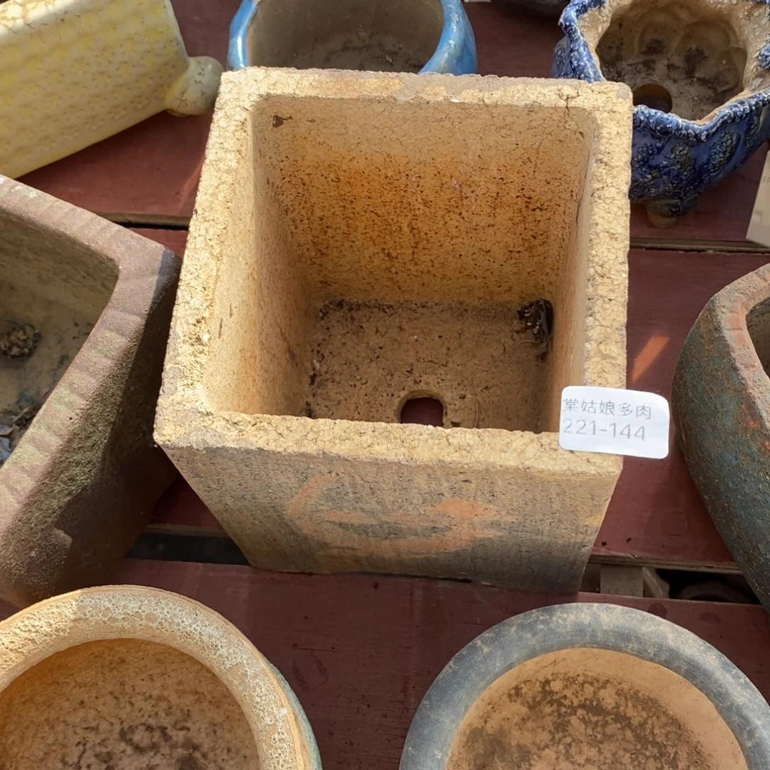 红陶鸡**妹144号多肉盆一个呀