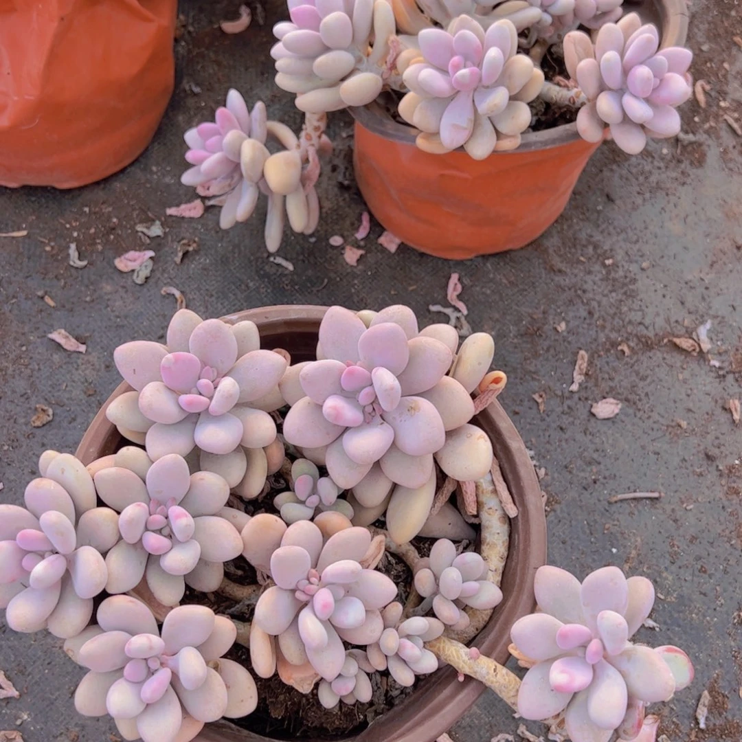 桃蛋整桩整群大盆