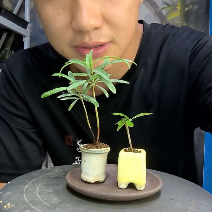 小*物中青园艺一物一拍293