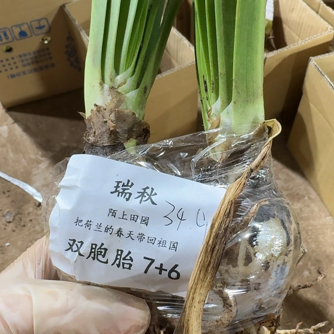 瑞球双包胎7+6发发发发