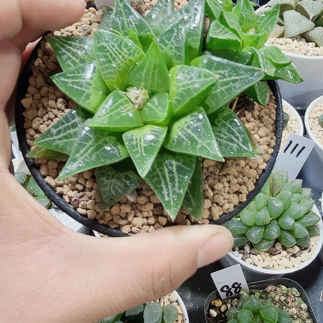 绿蛙寿母本新手好养