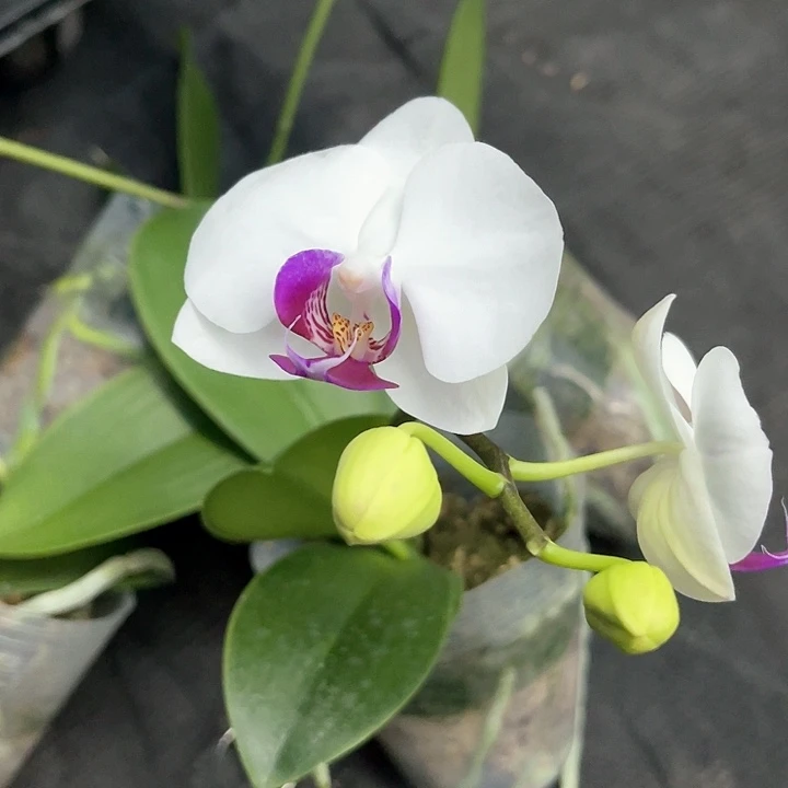 吕*华雪玉4颗带剑发货