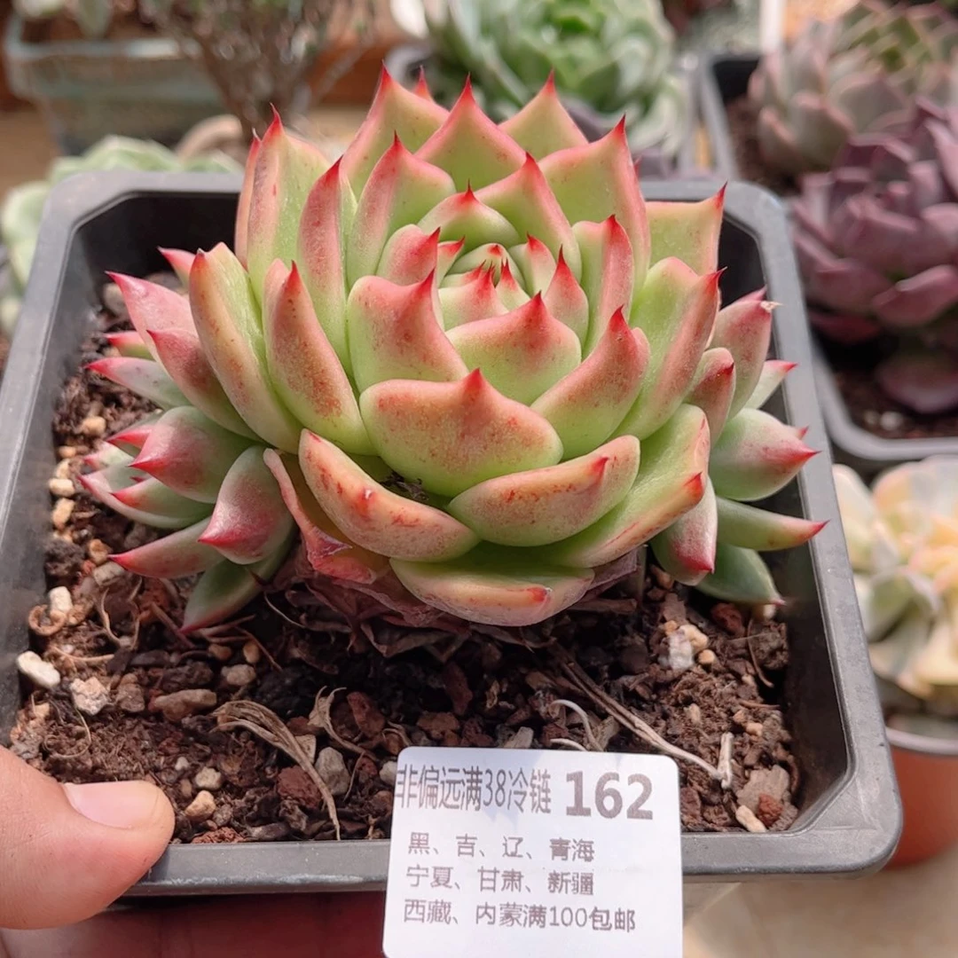 162霸王龙德华多肉