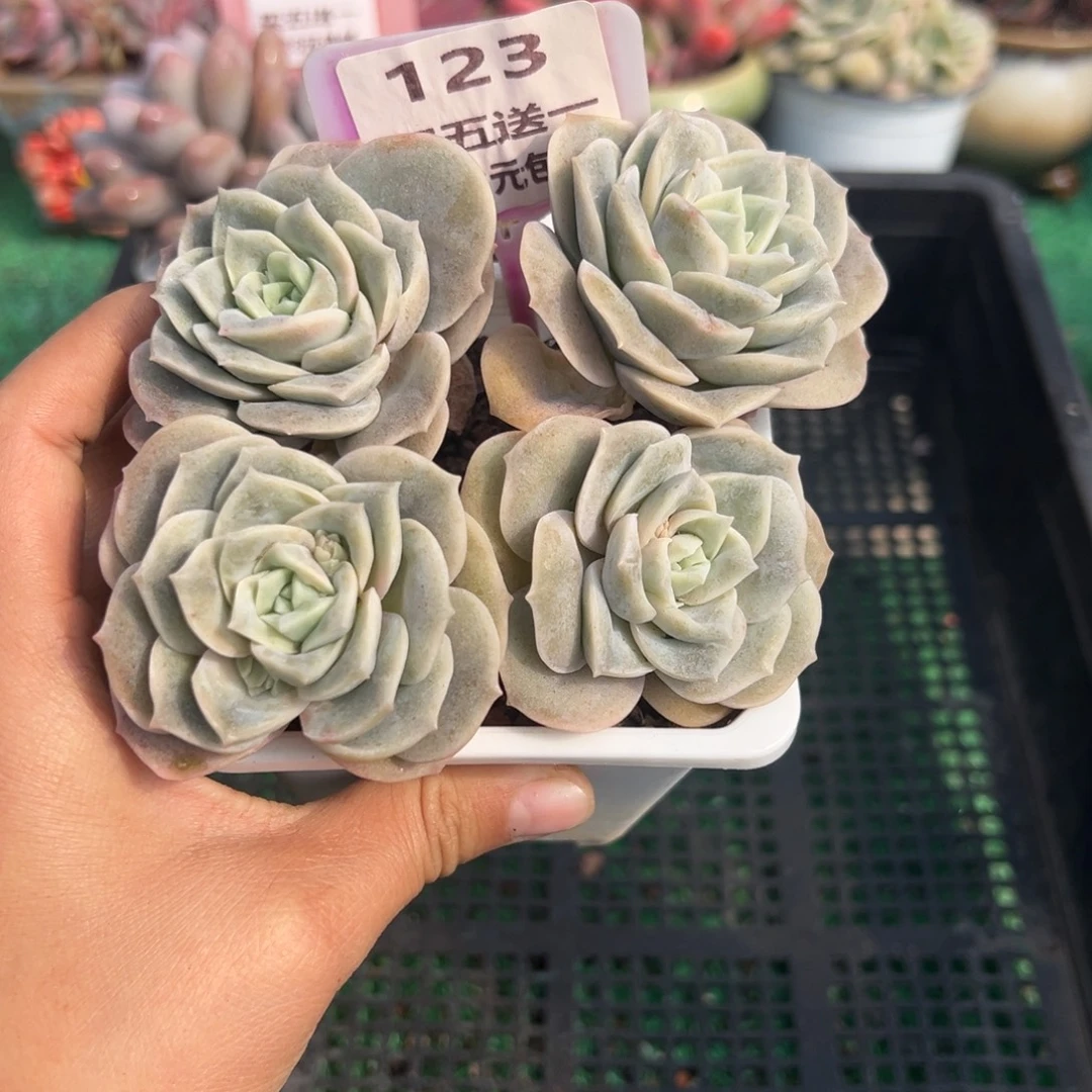 表妹精品多肉植物123.