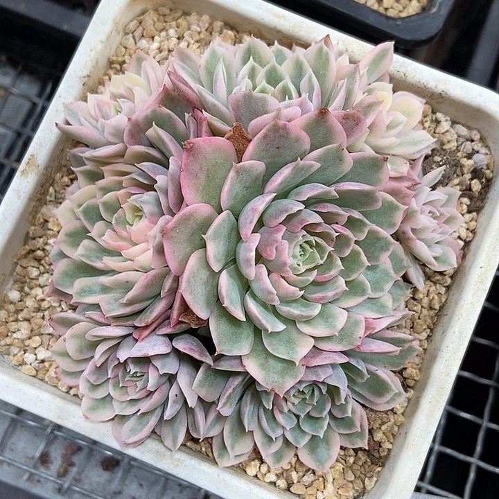 沙漠玫瑰锦多肉植物