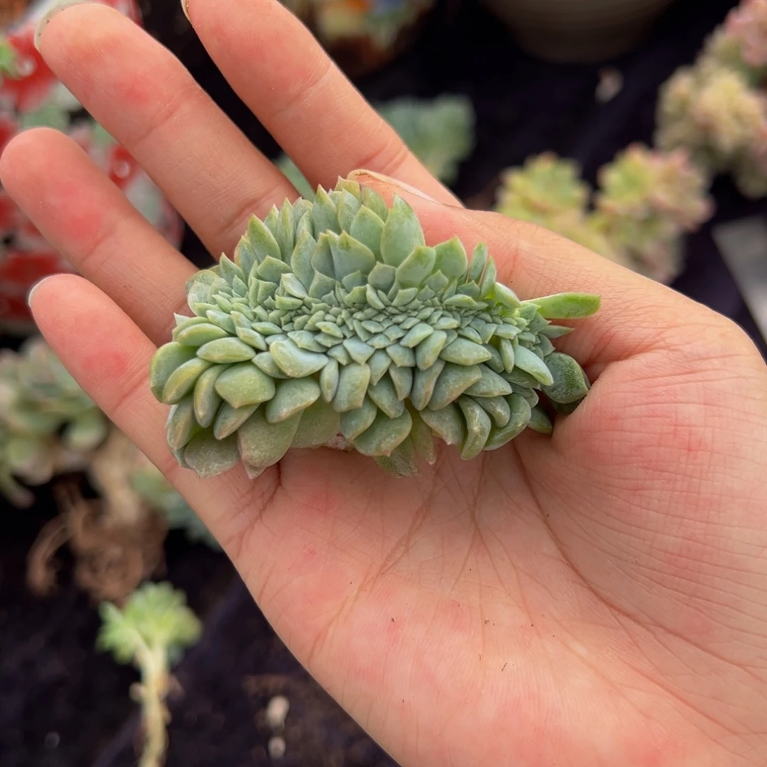 溶晶缀化 天天开心