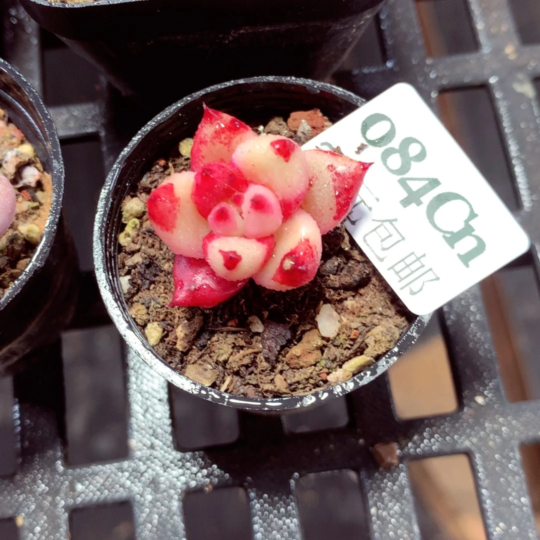 5厘米盆精控多肉084