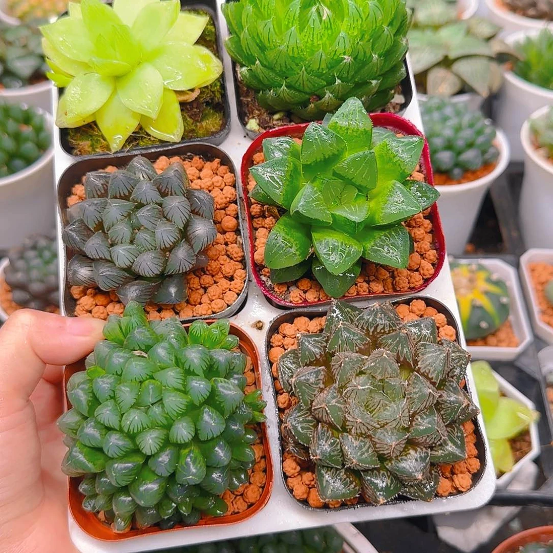 玉露六件套多肉，不带托架