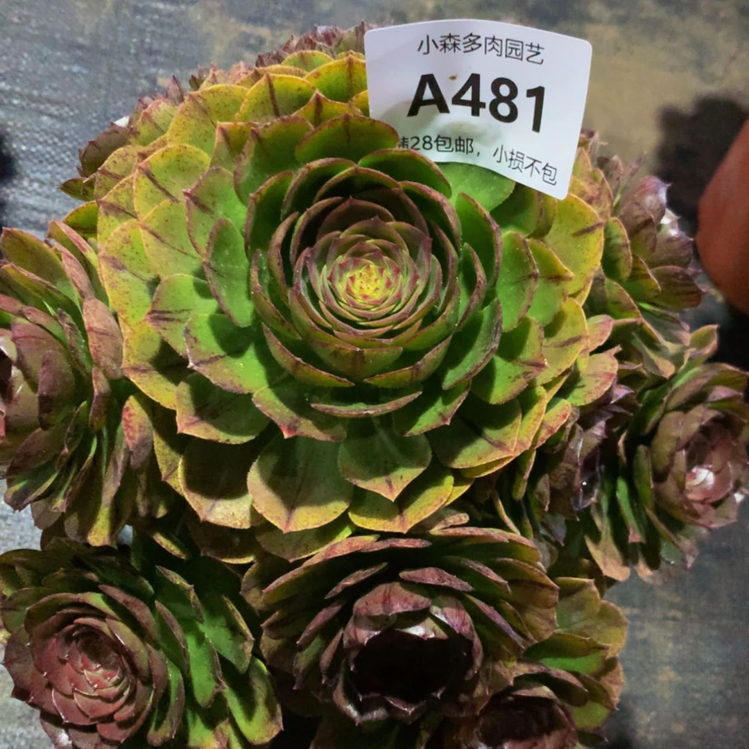 【闪购商品】雨**荷481万拉斯多肉
