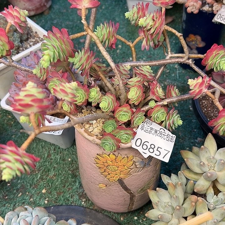 幸运的是我没有遇到过这么可爱