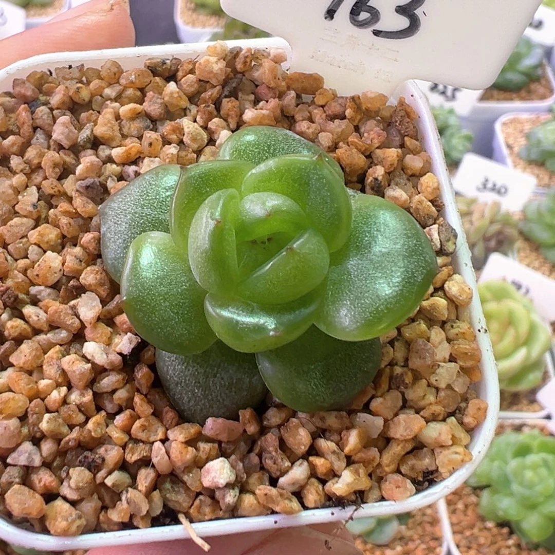 163号小青团 晗雨多肉