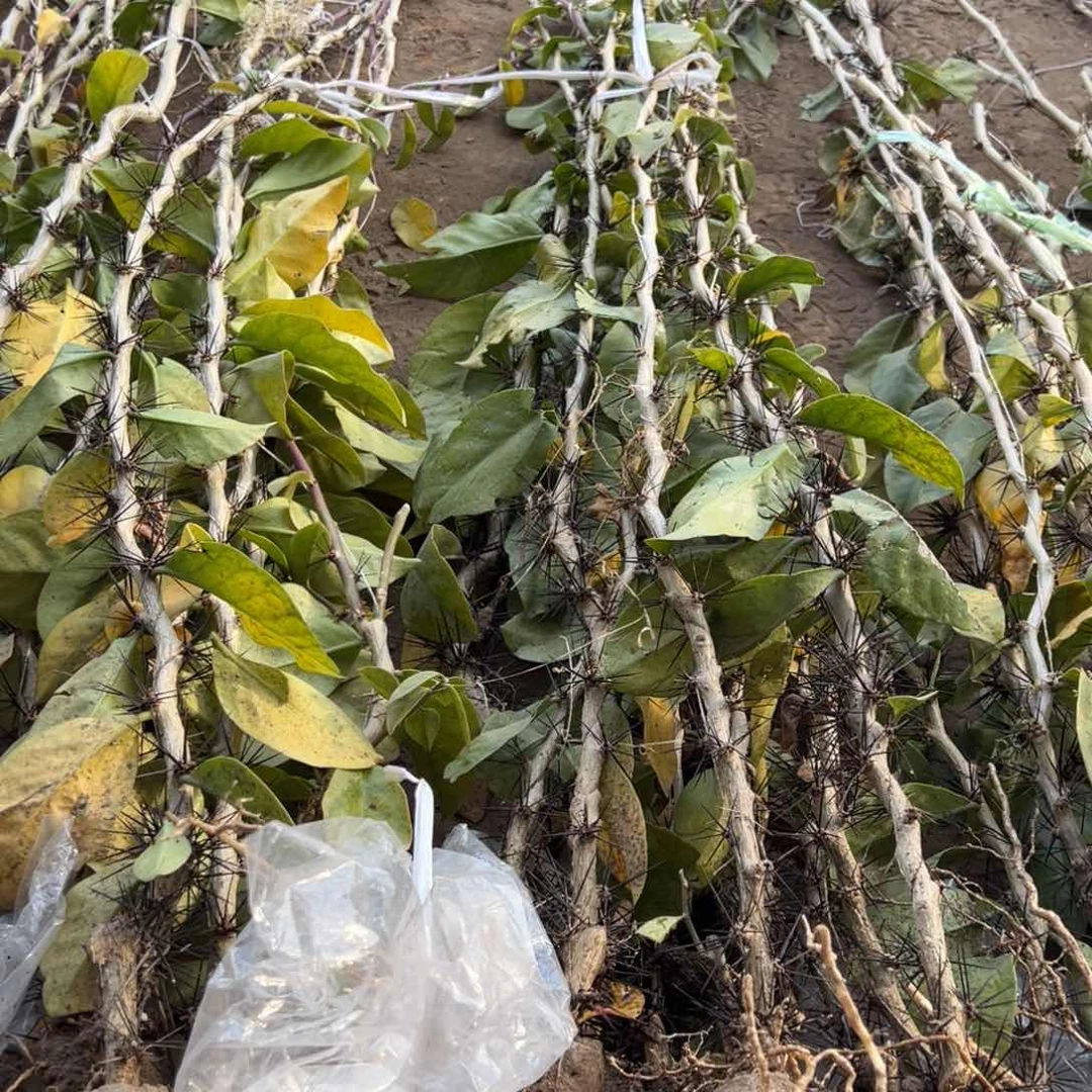 1米直杆叶仙两颗