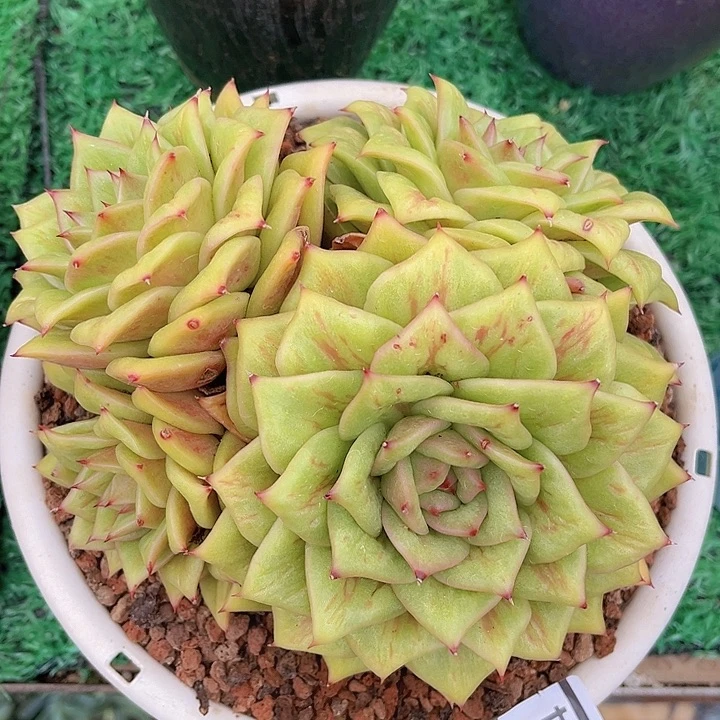 蔷薇玛利亚19134多肉植物