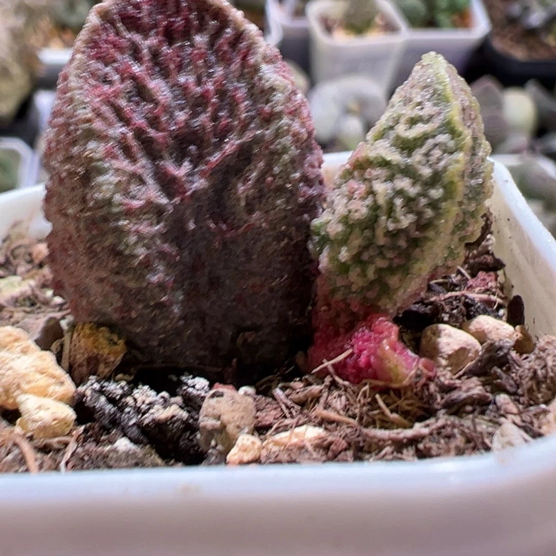 实生新品多肉植物水泡