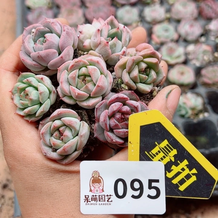 多肉植物多肉植物