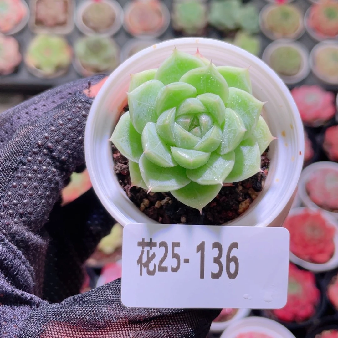 花利美25-136麦秆