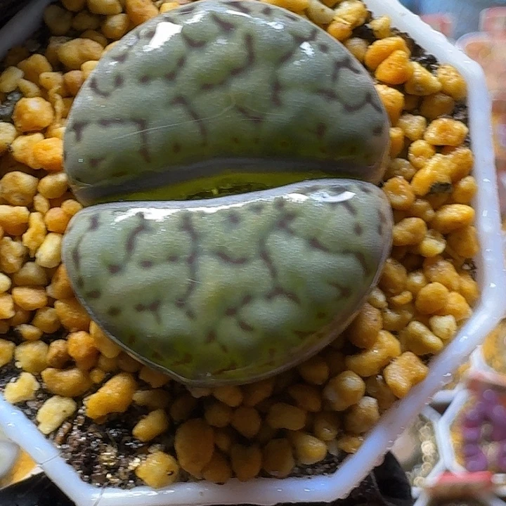 生石花3:：，在。 60号