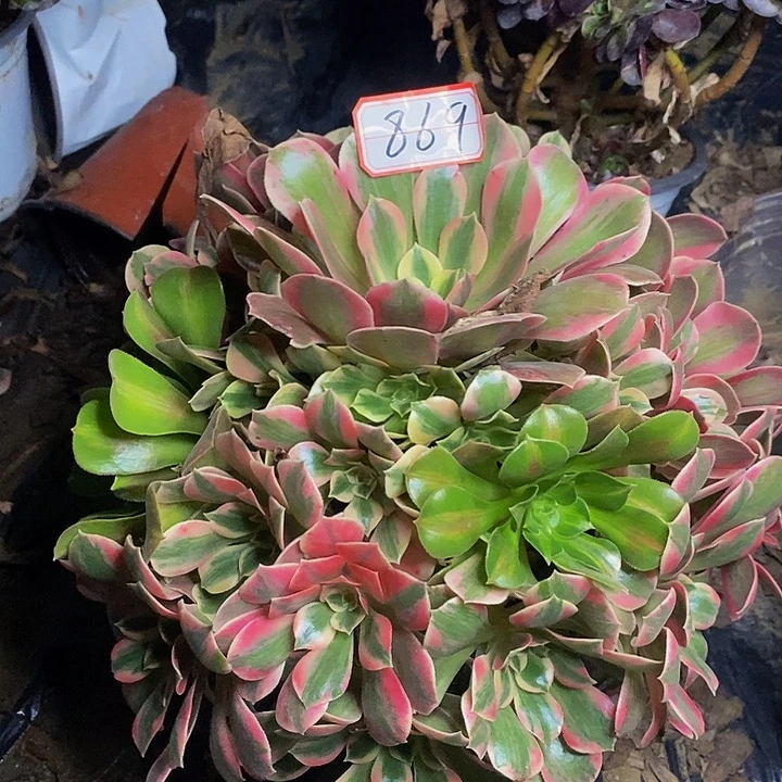 粉女妖老桩捧花869号