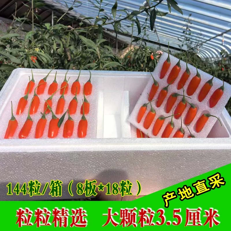 宁夏头茬枸杞鲜果大颗粒即食礼盒新鲜采摘构杞水果144粒装