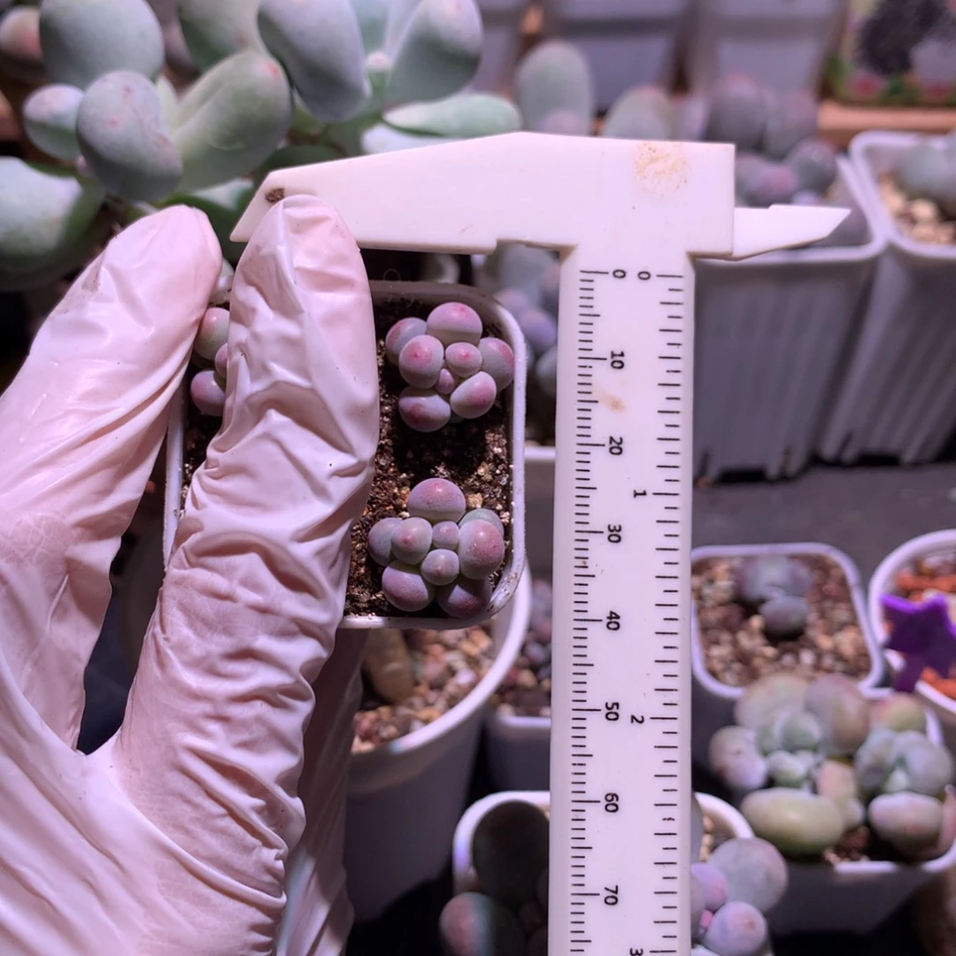 哈***）樱花奶酪多肉樱花奶