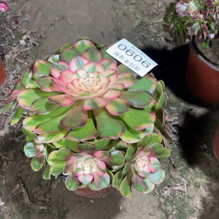 0606荔枝的人多大的