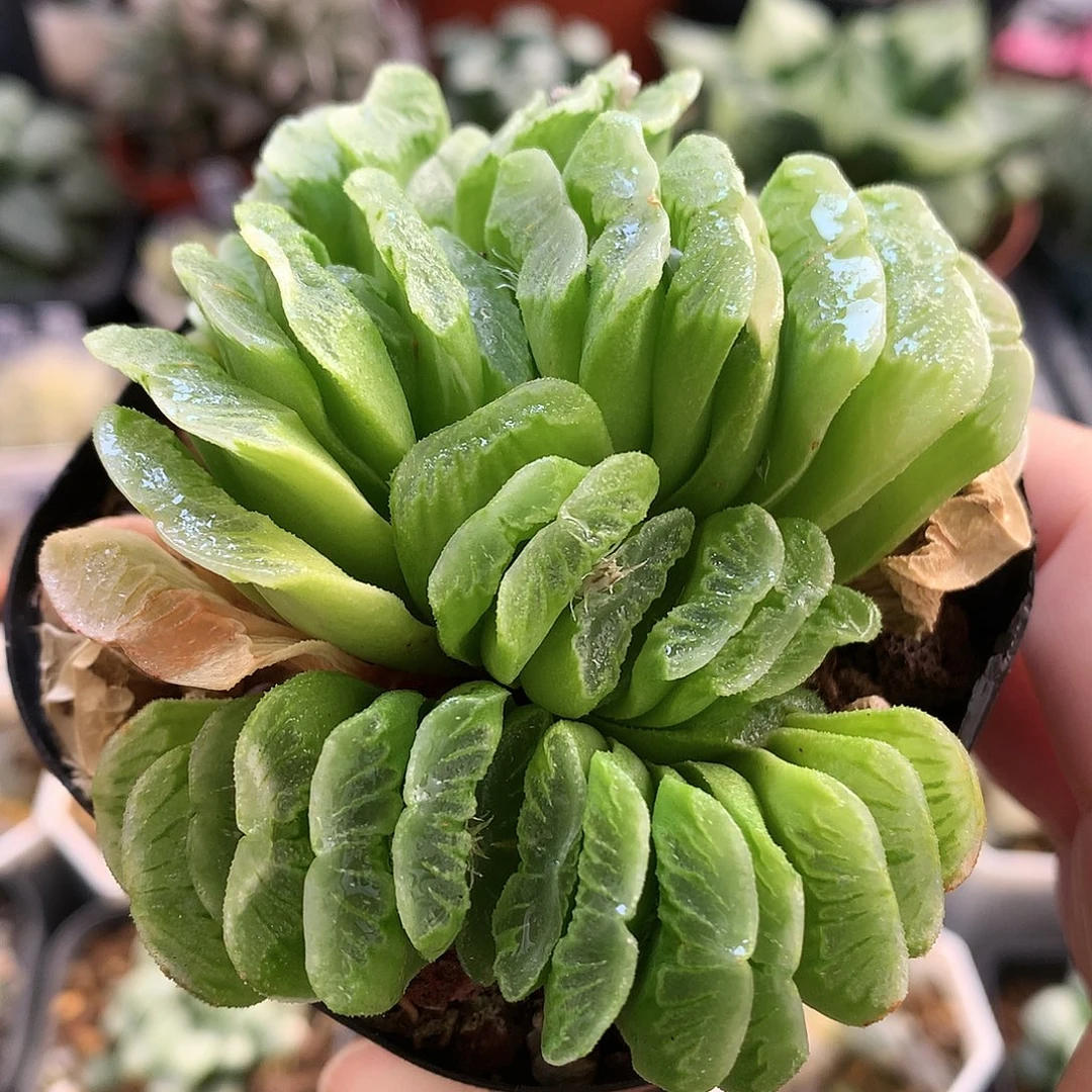草玉扇满18包邮带盆土发货