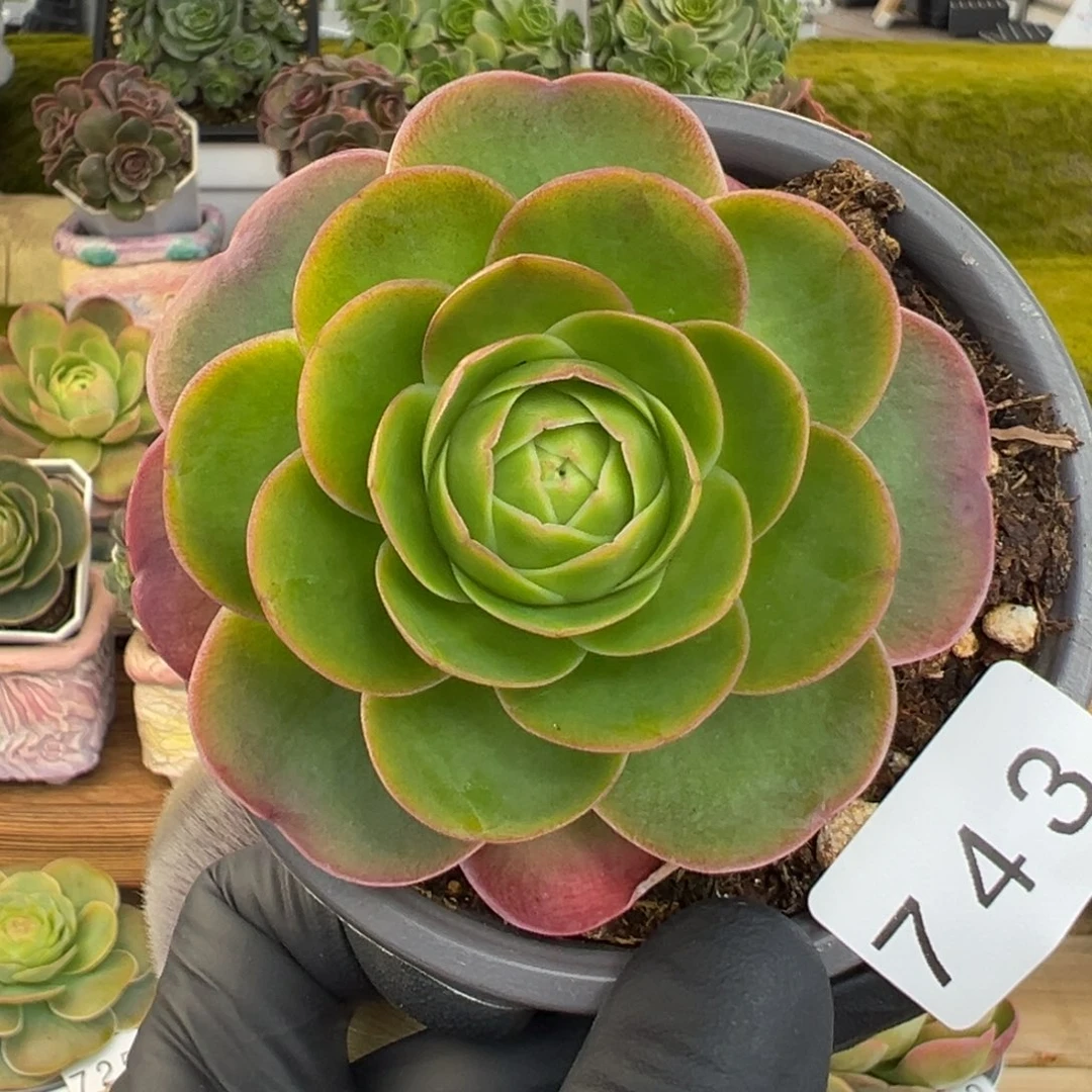 743珠光叶羽毛纹若桃7厘米