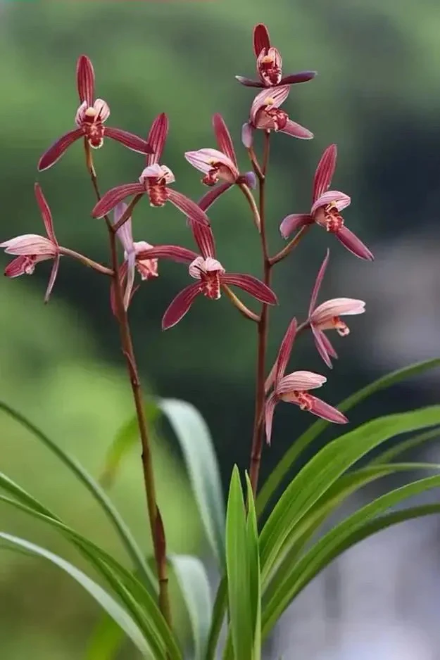 自产自销兰花，一物一拍，以实拍为准！有花时带花，无花时不带花！