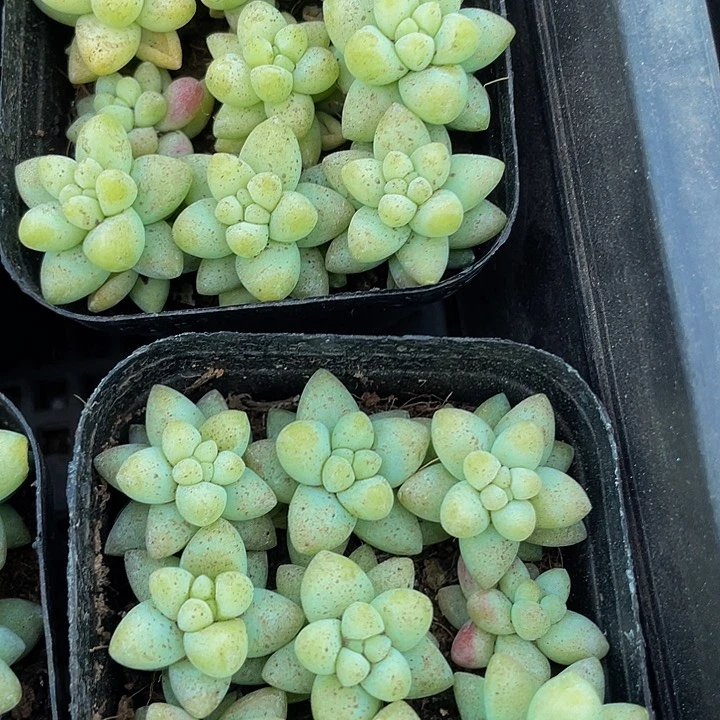 玉坠2.8带盆土发