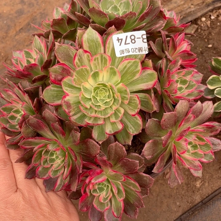 874万多肉113455789