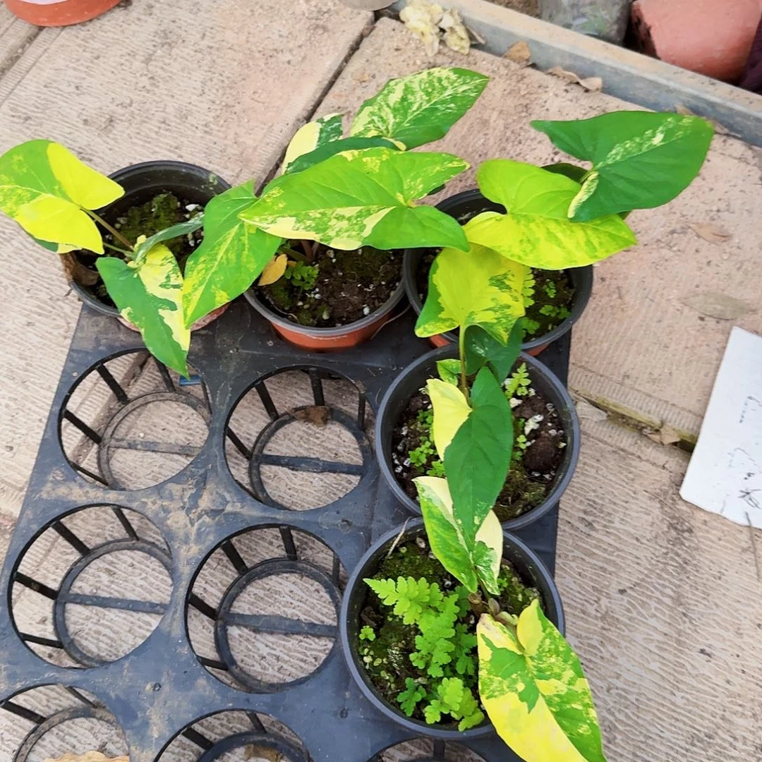 完全开放黄锦合果芋一棵