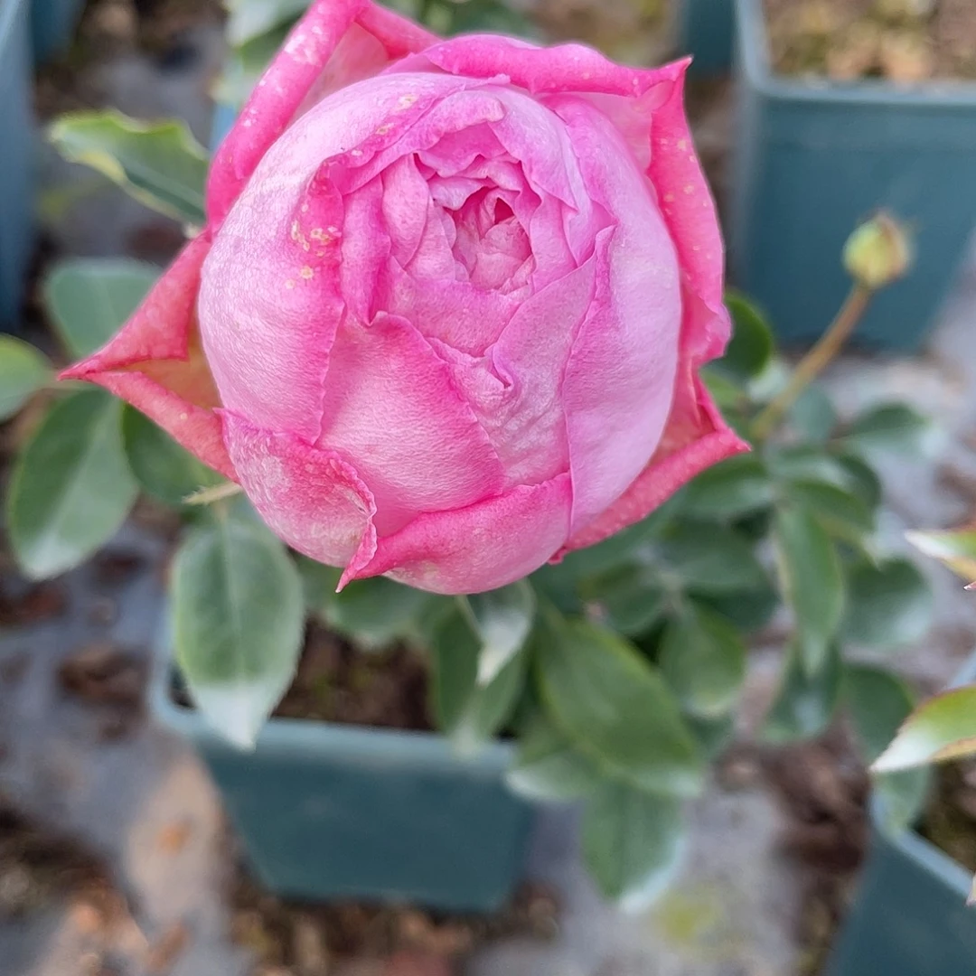 无花朵———热恋 福利款