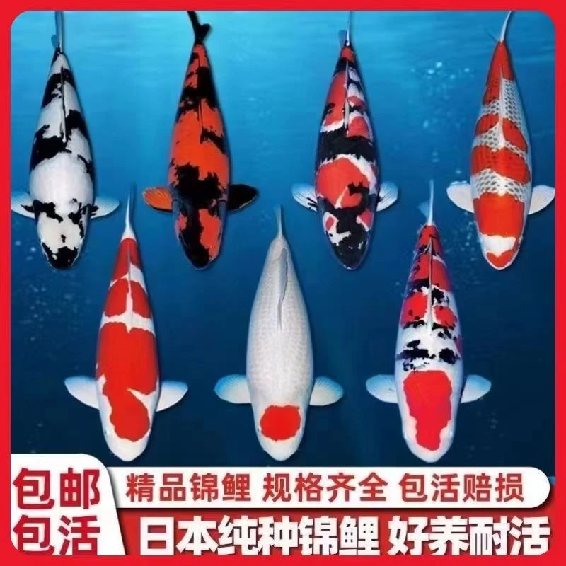 【10-12厘米2黄2白2黑2红草2德系共10条】锦鲤鱼冷水淡水好养耐活