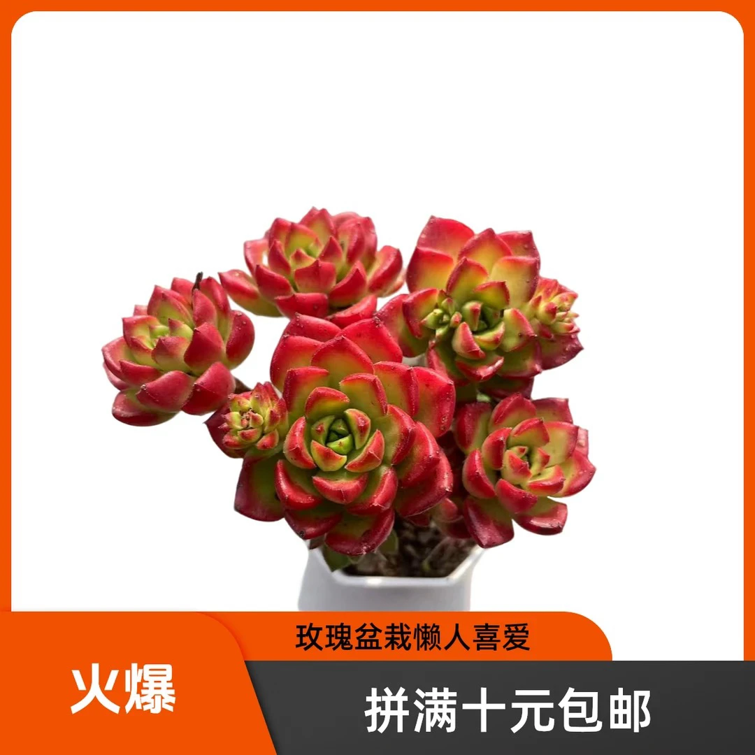 小老桩钻石玫瑰(拼满15元包邮)多肉植物阳台露台办公室绿植植