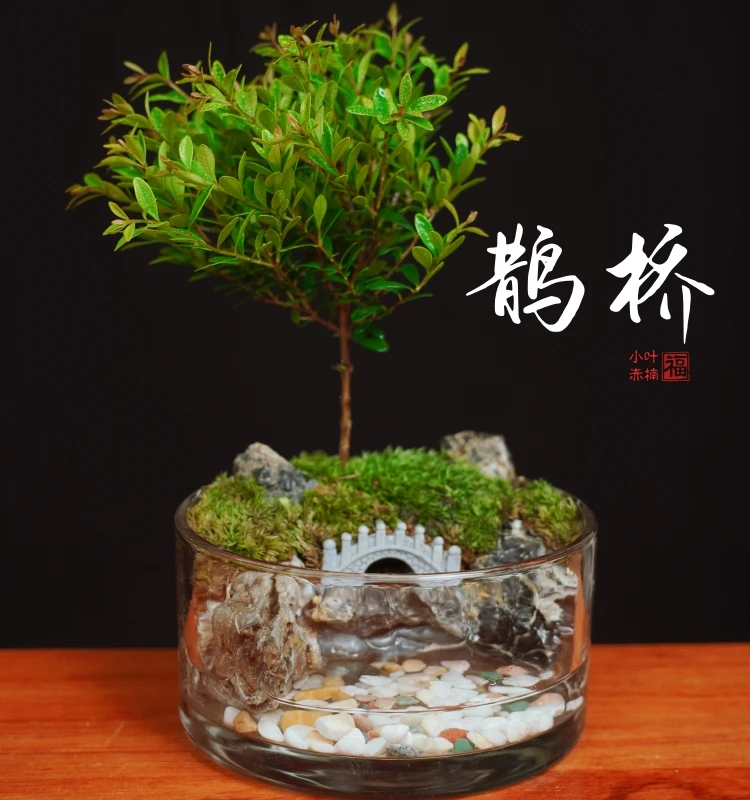 【鹊桥】桌面造景苔藓微景观摆件15*8CM加厚水晶缸
