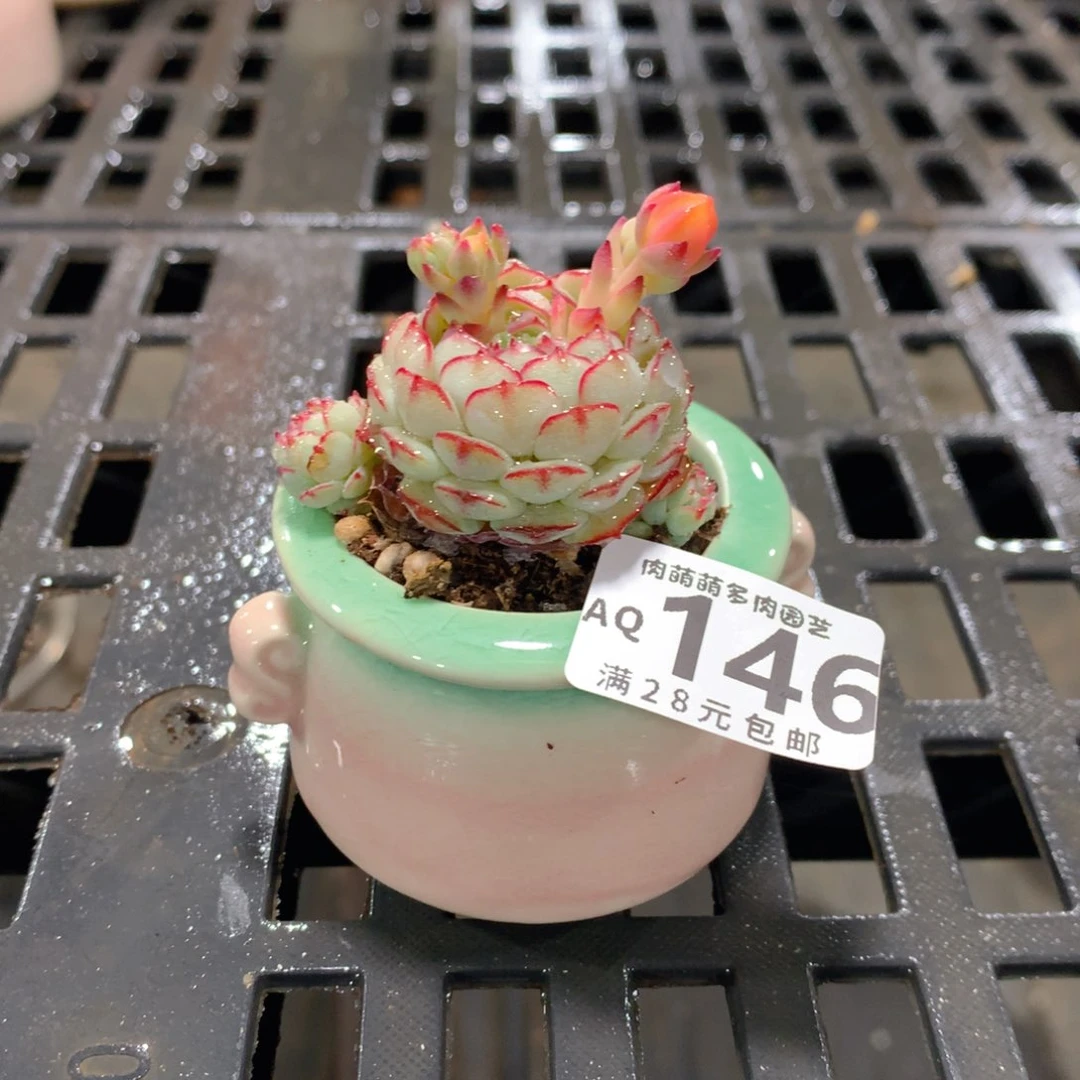 肉萌萌5cm拇指盆多肉AQ146