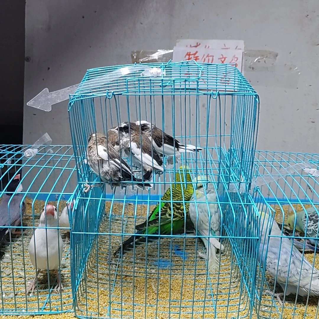 钣****文鸟保姆鸟四只不分公母