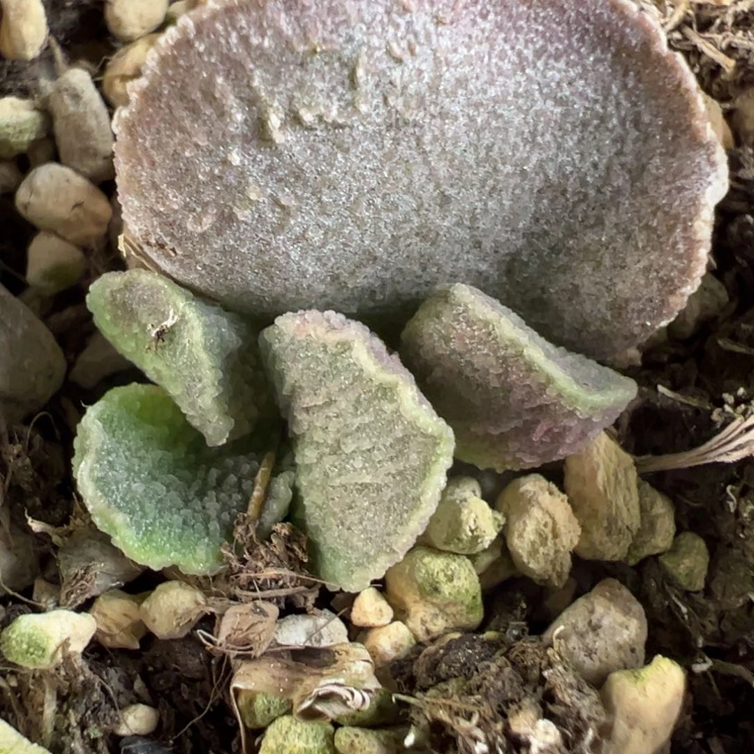 实生新品多肉植物水泡