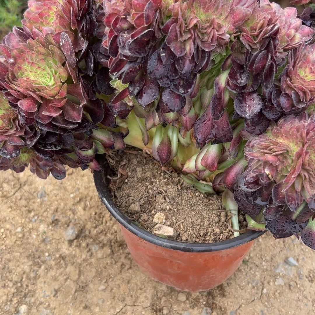 173红茶缀多肉植物系