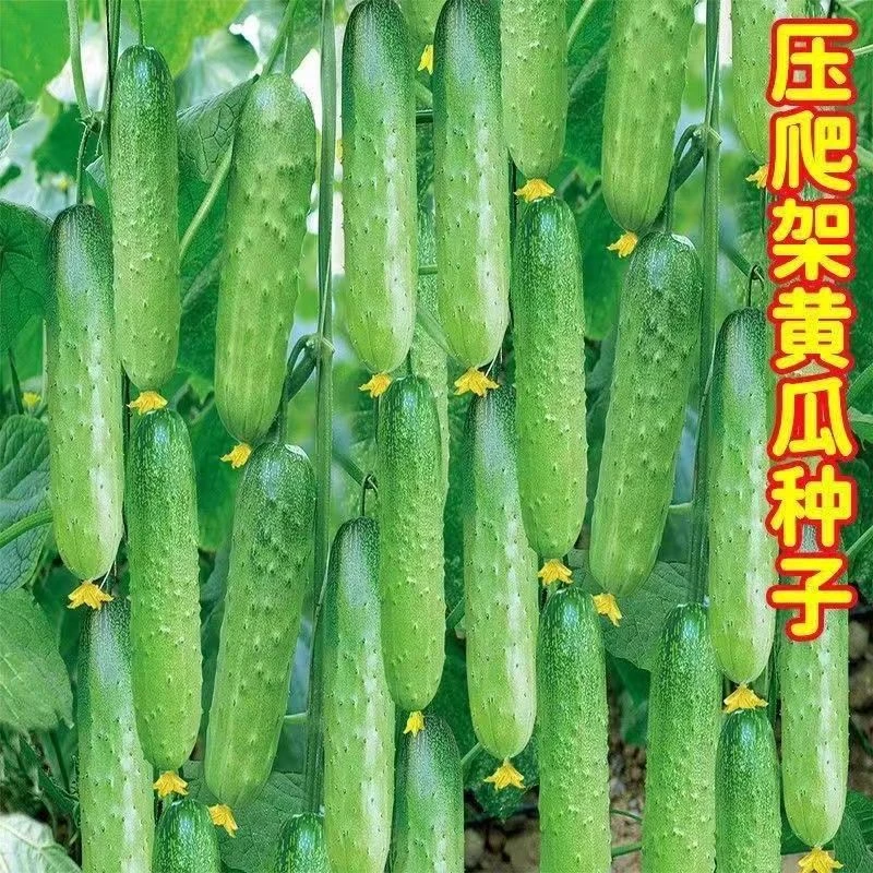 春秋强雌甜黄瓜种子一叶一瓜压塌架早熟青皮绿肉高产四季水果黄瓜