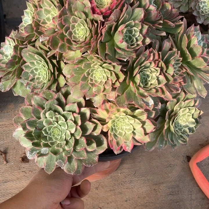 ?**?136莲花座多肉法师福利不包损