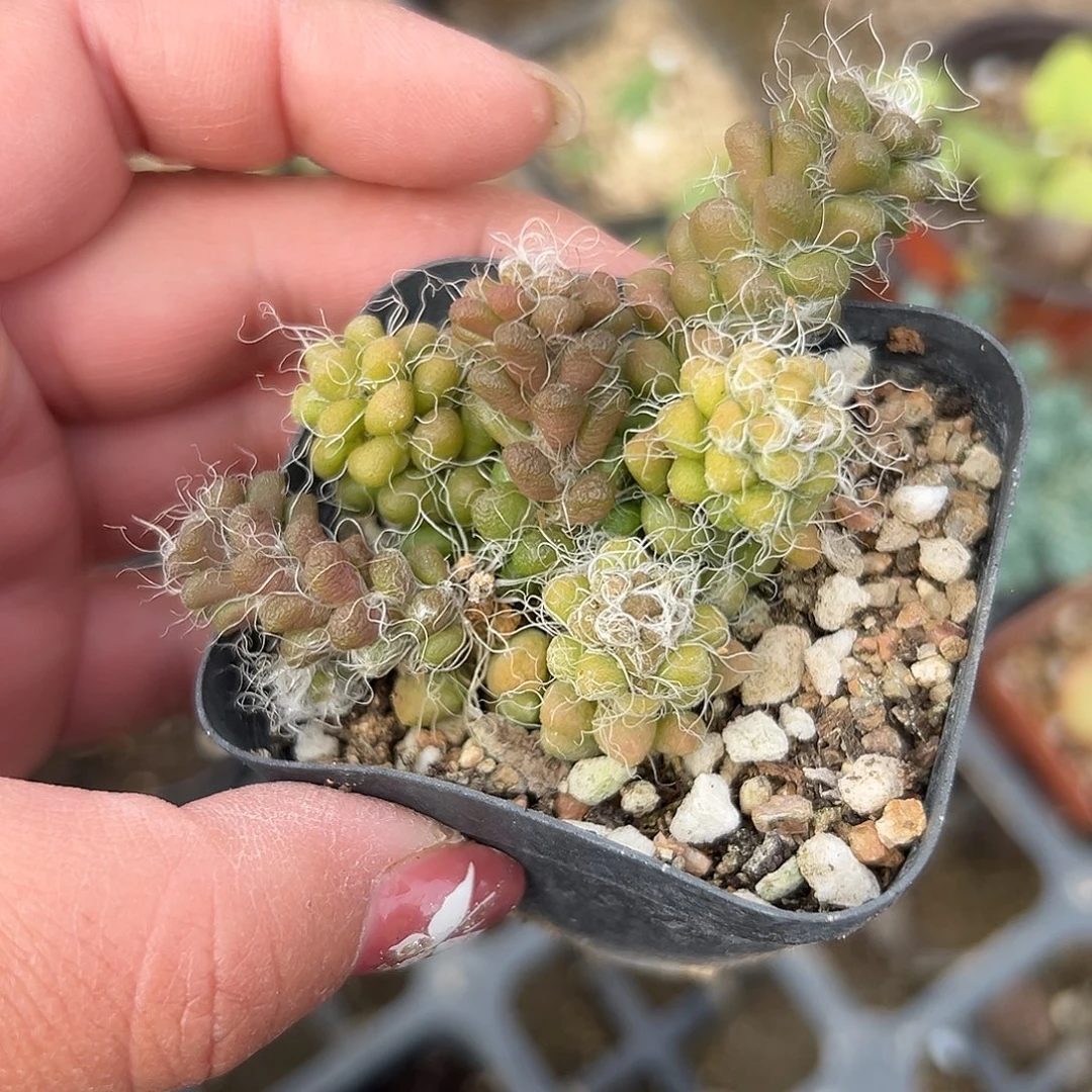 多肉植物多肉植物