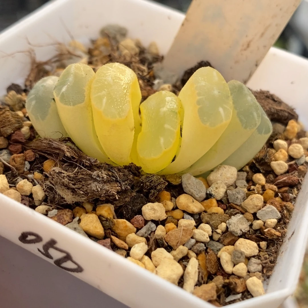 12隼×玄武玉扇锦一物一拍