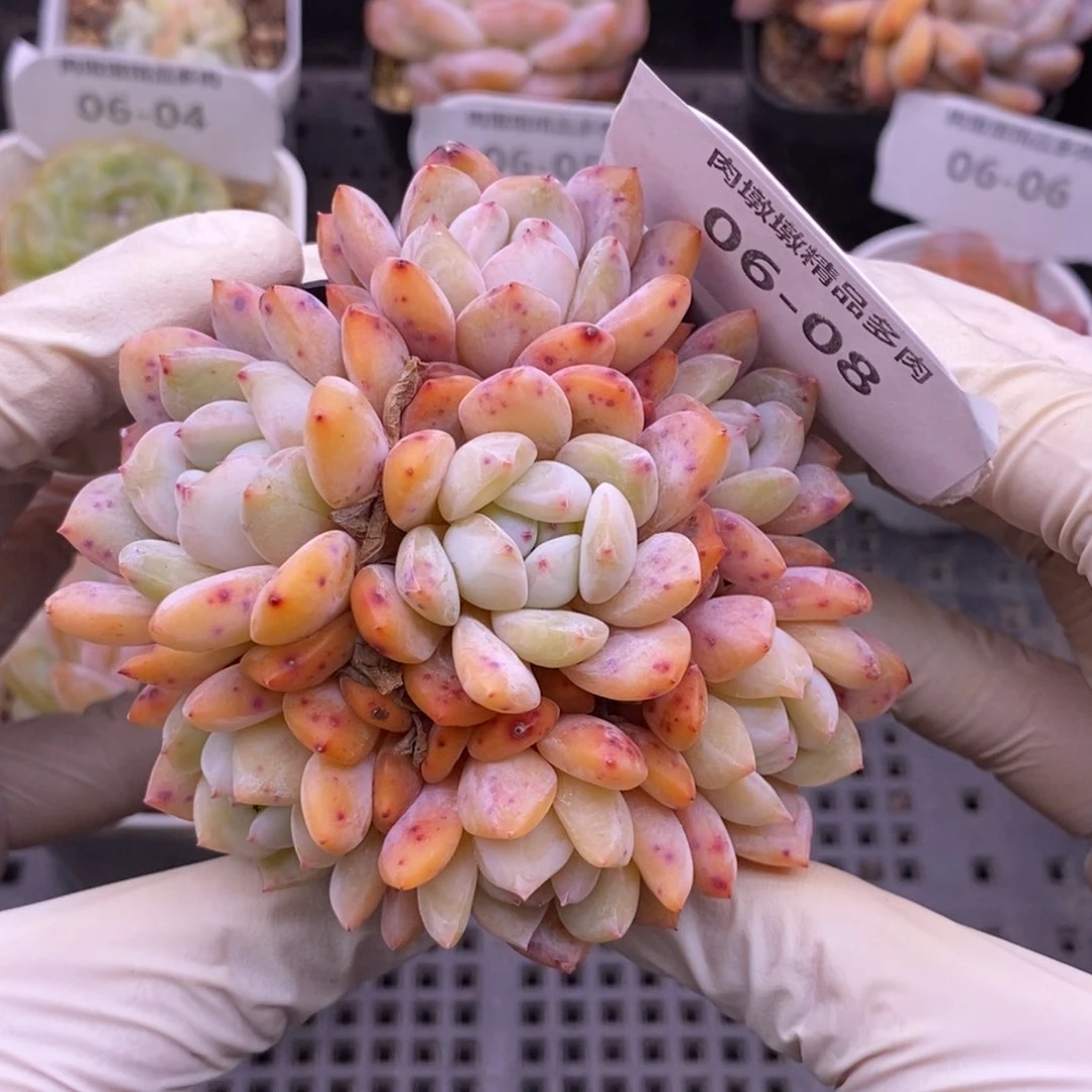 【闪购商品】06-08