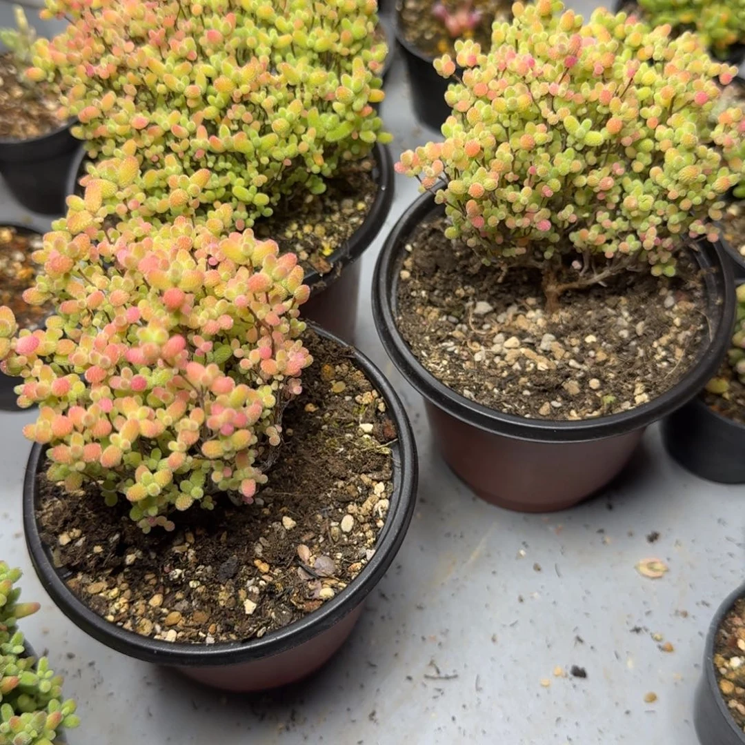 皮*多肉植物枝干番杏