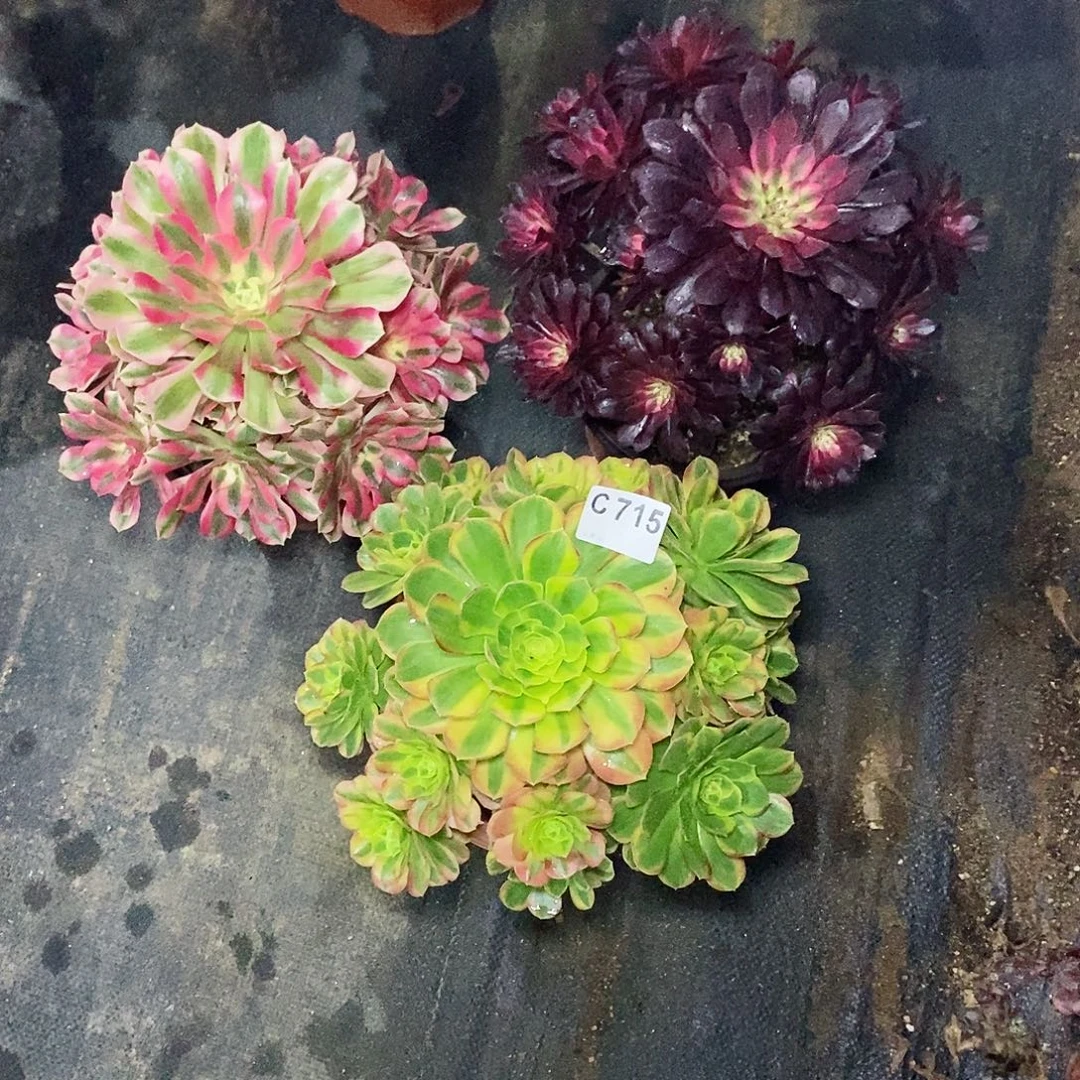 第****组合715多肉11111